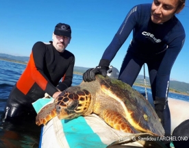 Conservation of Marine Turtles in the Mediterranean Region