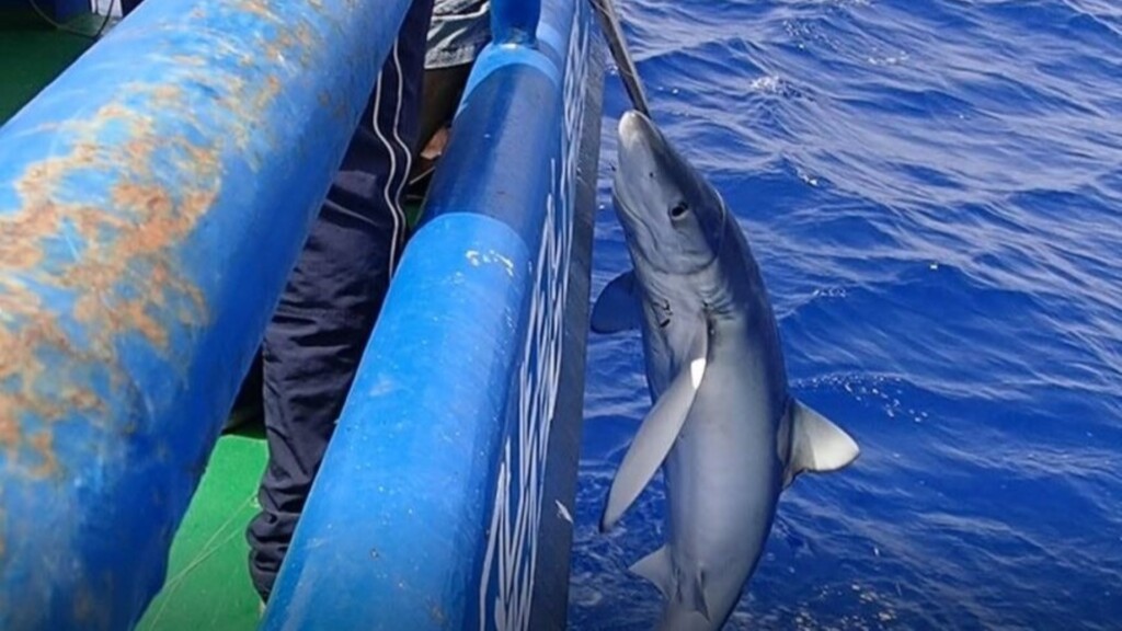 blue shark bycatch