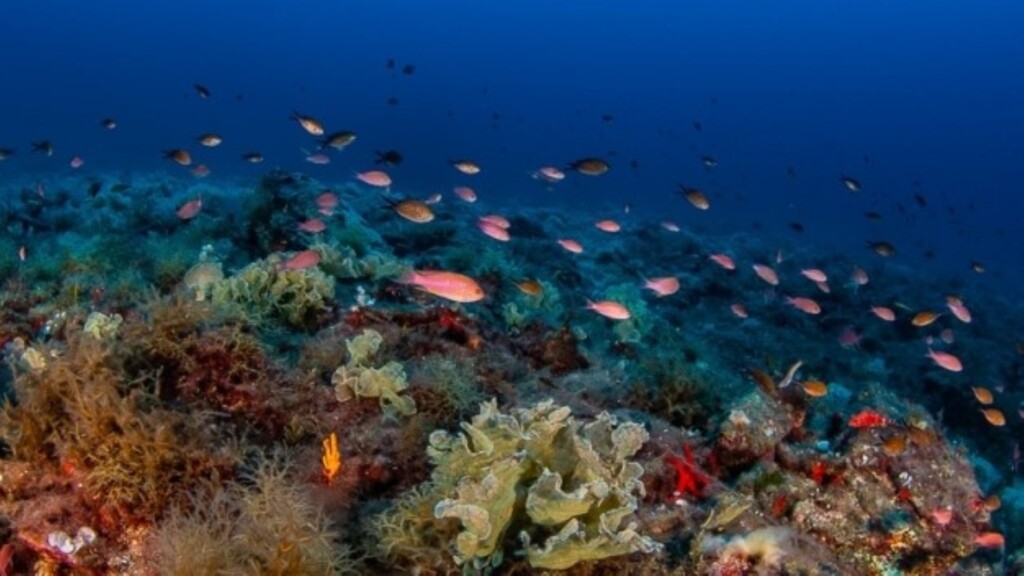 gyaros marine protected area fish school