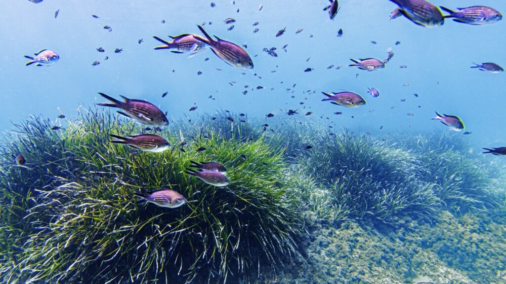 posidonia meadows fish school