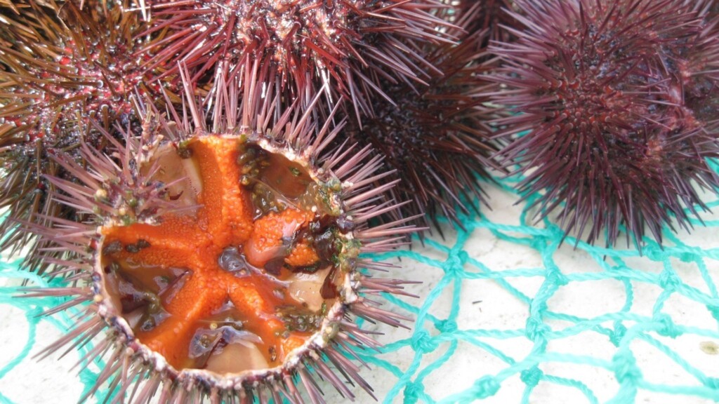 sea urchin 1