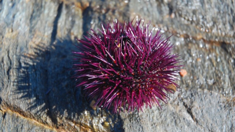 sea urchin 2