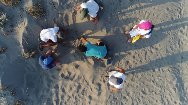 conservation marine turtles mediterranean project beach group work