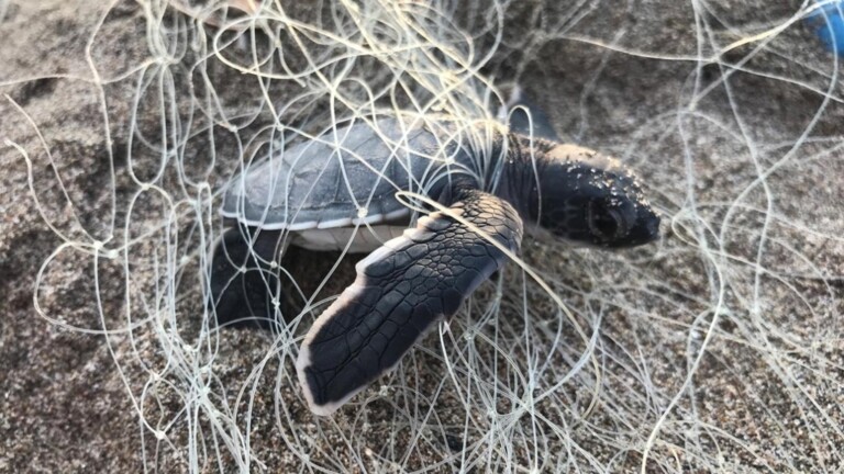 conservation marine turtles mediterranean project bycatch