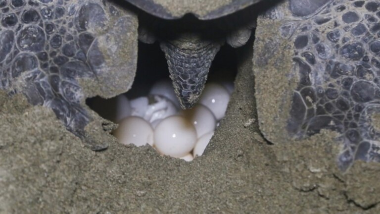 conservation marine turtles mediterranean project green turtle nesting