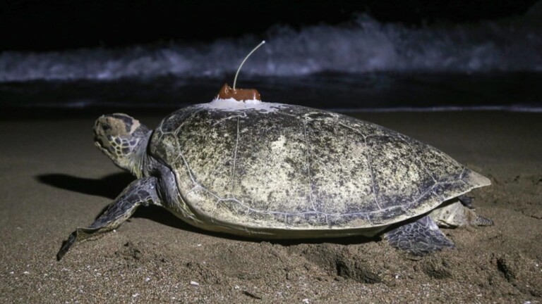 conservation marine turtles mediterranean project monitoring