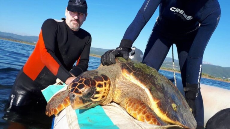 conservation marine turtles mediterranean project saving