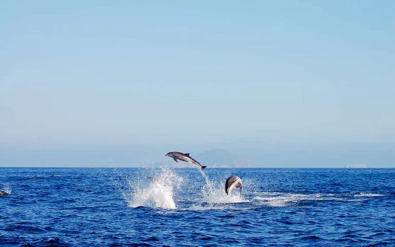 dolphins galapagos islands istock