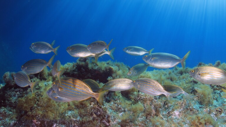 gfcm lex mediterranean project fish school