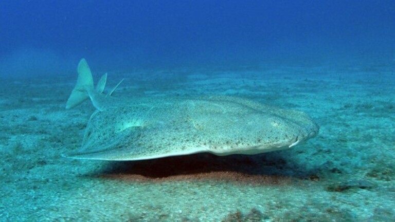 medbycatch mediterranean project angel shark