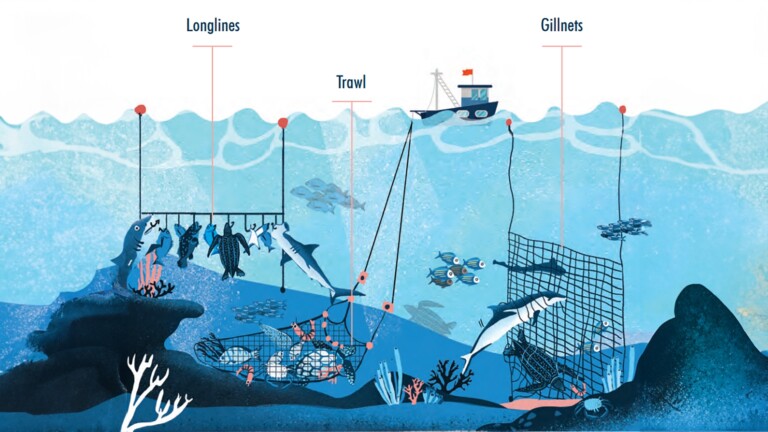 medbycatch mediterranean project bycatch types