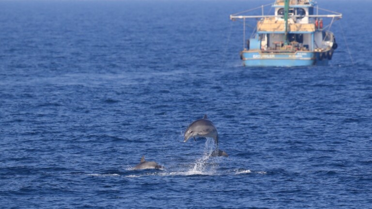 medbycatch mediterranean project dolphins fishing boat