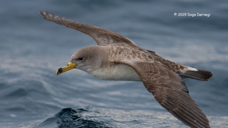 medbycatch mediterranean project sea bird