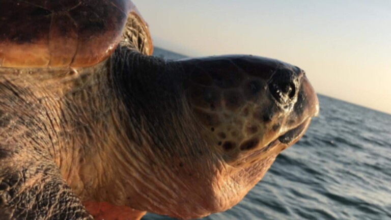 medbycatch mediterranean project turtle bycatch