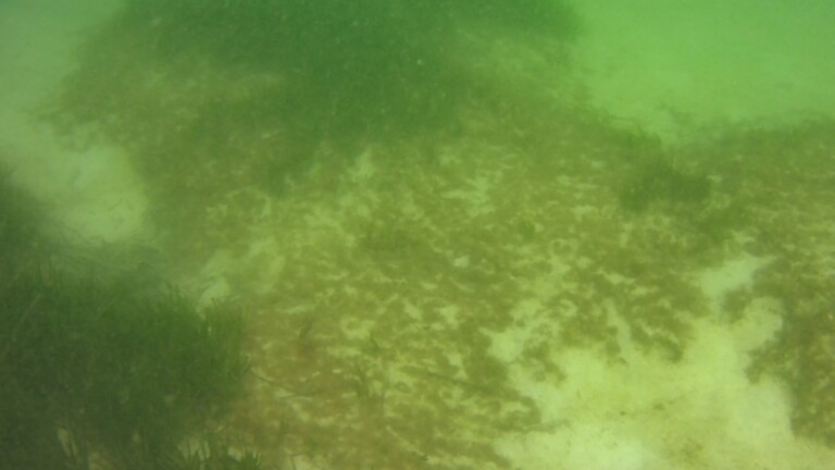 medseagrass mediterranean project degraded posidonia