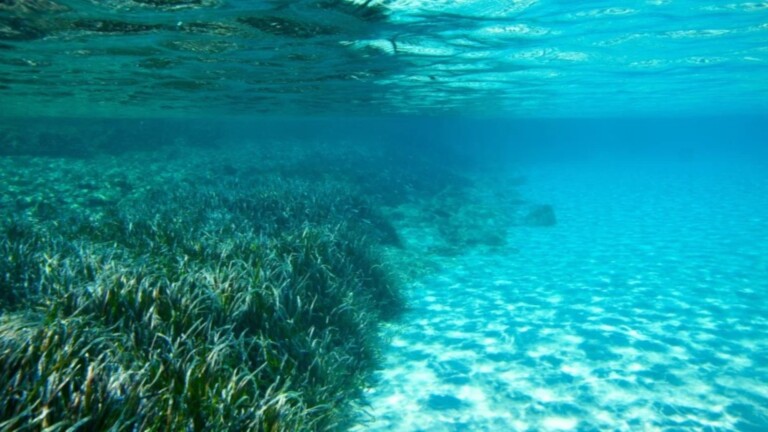 medseagrass mediterranean project posidonia meadows 1