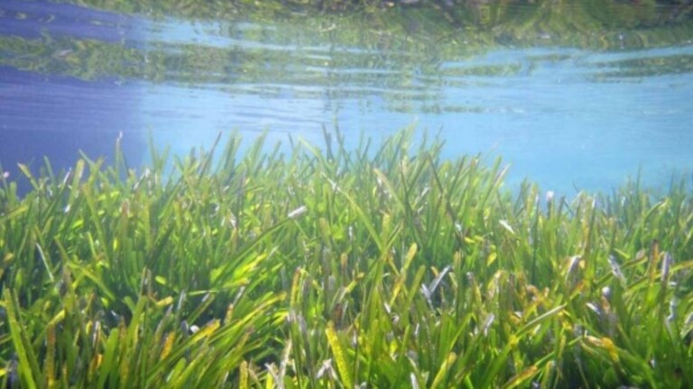 medseagrass mediterranean project posidonia meadows 2