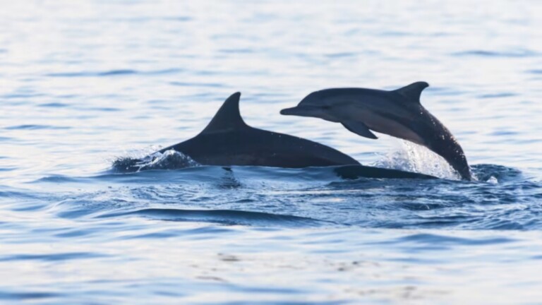 mitigating dolphin depredation mediterranean project dolphins 1 (grande)