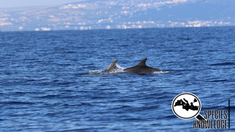 species knowledge mediterranean project dolphins