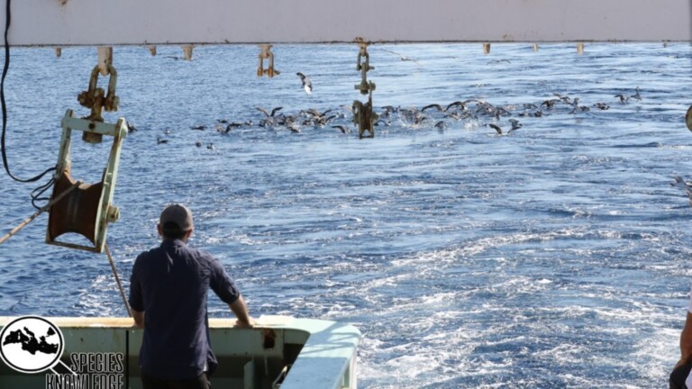 species knowledge mediterranean project fisher fishing boat