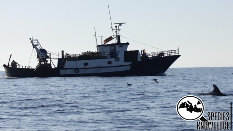 species knowledge mediterranean project fishing boat 2