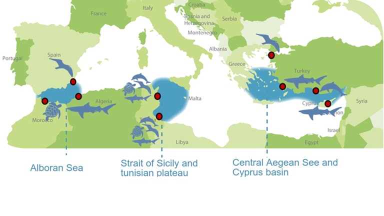 species knowledge mediterranean project mava small initiatives map