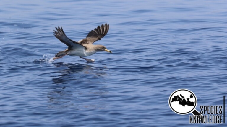 species knowledge mediterranean project sea bird